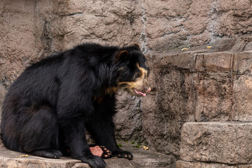 Spectacled bear (Andean bear) at the Osaka Zoo in Japan