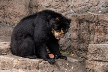 Spectacled bear (Andean bear) at the Osaka Zoo in Japan