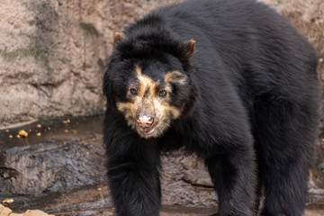 Obraz na płótnie Canvas Spectacled bear (Andean bear) at the Osaka Zoo in Japan