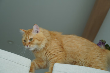 Naklejka premium テーブルの上を歩く猫（マンチカン）