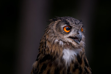 owl portrait