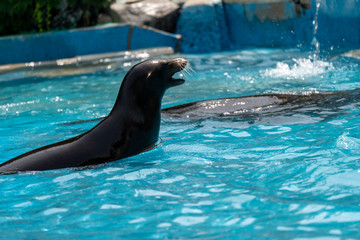 Obraz premium California sea lion at the Japanese Zoo