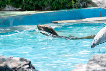 California sea lion at the Japanese Zoo