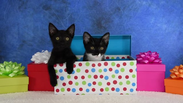 HD video of two kittens, one all black, one tuxedo black and white sitting in a polka dot box surrounded by colorful presents with bows looking around. Textured blue background.
