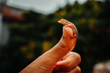 Closeup shot of gecko on finger 