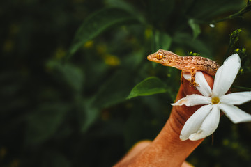Closeup shot of gecko on finger 