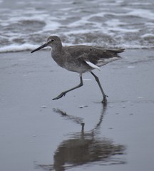A willet (Tringa semipalmata) runs along the sand at Moss Landing State Beach on an overcast day