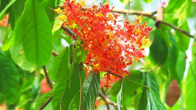 Asoka or Saraca or Sorrowless tree bouquet red flowers moving and blur garden. These flowers are eaten as a phlegm nourishing element. The bark and roots are cooked as blood tonics.