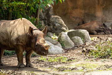 Black rhinoceros (Hooked-lipped rhinoceros) at the Osaka Zoo in Japan