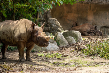 Black rhinoceros (Hooked-lipped rhinoceros) at the Osaka Zoo in Japan