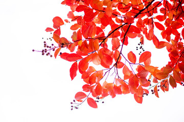 red autumn leaves