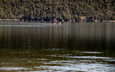 swans on the river