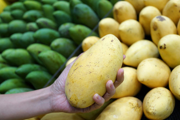 Close up shot of female hand holding a ripe mango at fruits market stall