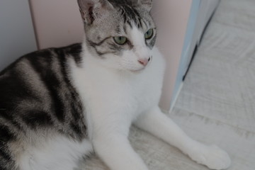 cat