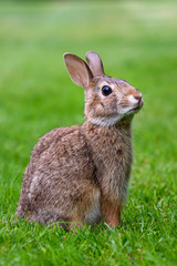 Native rabbit on a green lawn in a classic Easter Bunny pose
