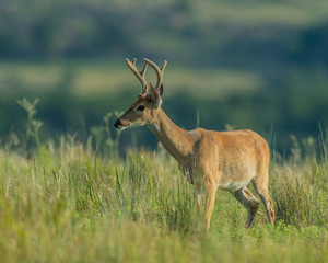 Naklejka na ściany i meble Young White-tailed Deer in velvet, Wichita Mountains