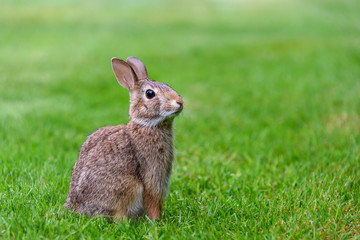 Native rabbit on a green lawn in a classic Easter Bunny pose
