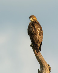 Hawk perched on a branch
