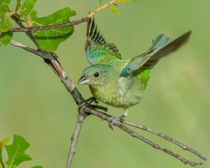 Painted Bunting Immature Male