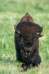 A Bull Bison in the Wichita Mountains