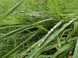 dew on grass