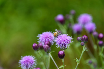 Closeup of honeybee pollinating a purple thistle
