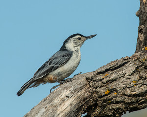 White-breasted Nuthatch
