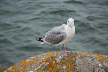 Faune du bord de mer , goéland cendré .