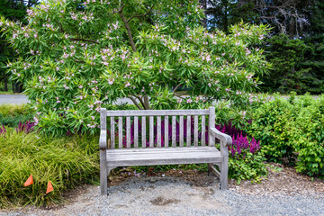 Fototapeta na wymiar Restful wood bench in a garden in front of a blooming on a Chitalpa Tashkentensis 'Pink Dawn' tree 