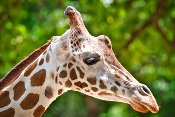 A portrait of a giraffes head with a blurred background.
