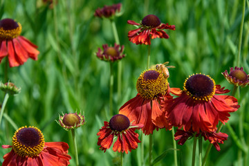 Closeup of cheerful red flowers of Sneezeweed blooming in a garden as a nature background
