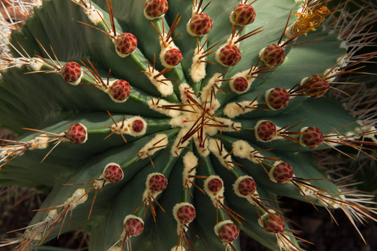 Enchanting natural texture and pattern. Closeup view of a Ferocactus hamatacanthus, also known as Turks head cactus. Its beautiful shape, green color, red thorns and flower buds. 