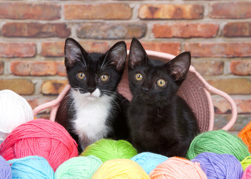 Black kitten and Tuxedo kitten peaking out of a pink yarn basket surrounded by colorful balls of yarn. Brick background.