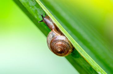 Garden snail crawling up a leaf in the garden with a beautiful green background. Closeup and detailed.