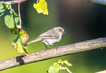 An American bushtit 