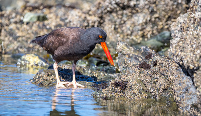 A black oyster catcher 