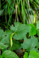 Blooming of crow dipper (Pinellia ternata)    in Japan in summer