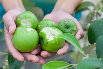 Hand of agriculturist holding jujube that was damaged by an animal bite.