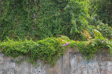 fence stone and climbing flower. Colorful spring background