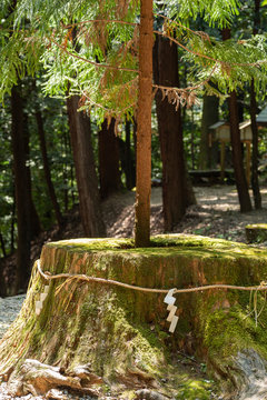 Sacred cedar tree in Moto-Ise shrine in Fukuchiyama city, Kyoto, Japan