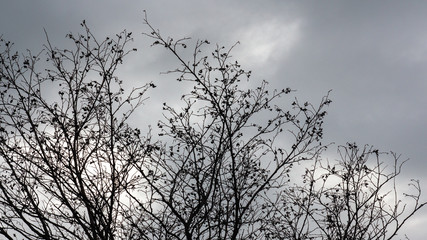 Dry branches of a Bush and tree against a cloudy sky.
