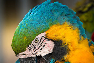 2020-08-21 CLOSE UP OF A GREEN BLUE AND YELLOW MCCAW WITH A DISTINCT EYE