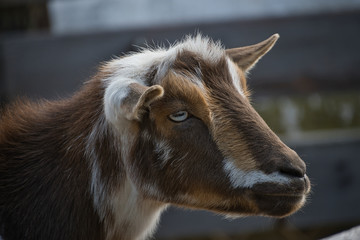 2020-08-22 A BROWN WHITE AND TAN GOAT WITH A DISTINCT EYE