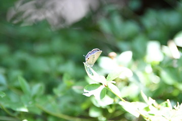 クロマダラソテツシジミ