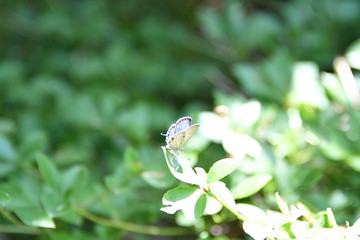 クロマダラソテツシジミ