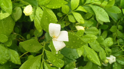 green leave background