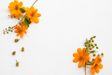 colorful orange flowers cosmos local flora of asia arrangement flat lay postcard style on background white wooden