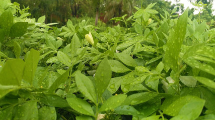 green leave background