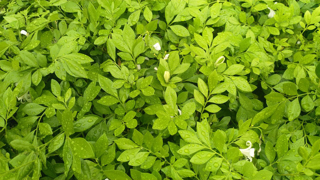 green leave background
