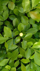 green leave background